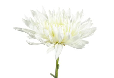 güzel beyaz kasımpatı çiçeği