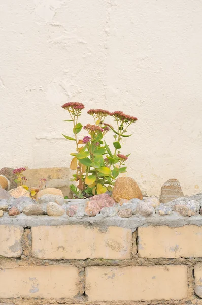 Cama de flores abandonada — Fotografia de Stock