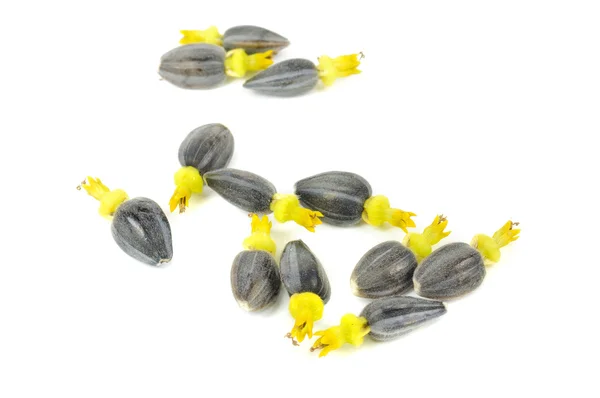 Černá slunečnice semena s Corolla — Stock fotografie