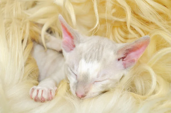 可爱的小宝贝小猫睡在毛皮上 — 图库照片