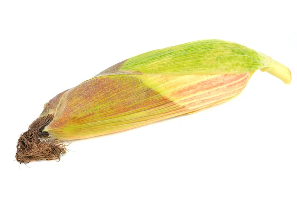 Ungeschälter Mais auf dem Maiskolben — Stockfoto