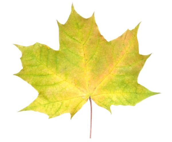 Folha de bordo de outono verde e amarelo — Fotografia de Stock
