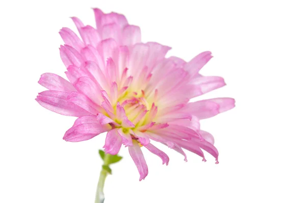 Linda flor de crisântemo rosa em fundo branco — Fotografia de Stock