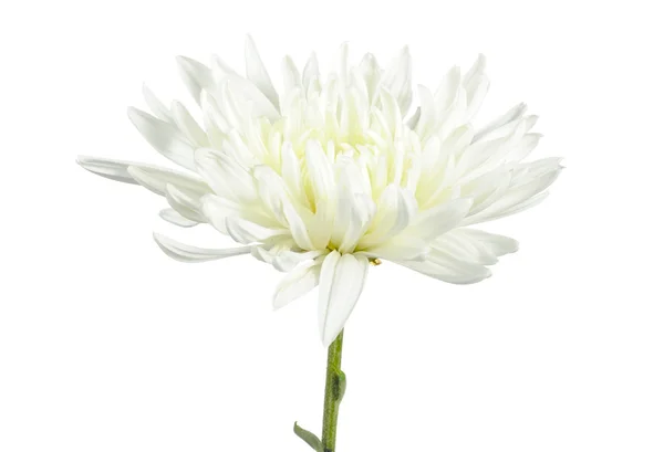 Bela flor crisântemo branco — Fotografia de Stock