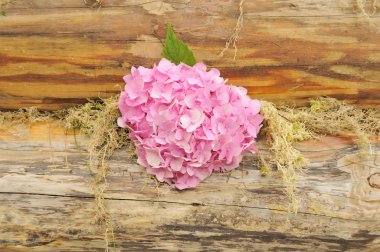 Pink Hydrangea Flowers on Wooden Wall with Moss clipart