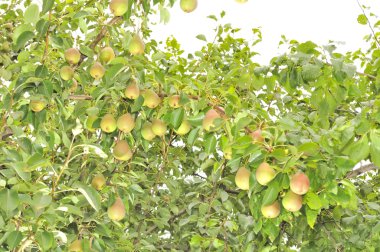 Bountiful Harvest of Pears Growing on Pear Tree clipart