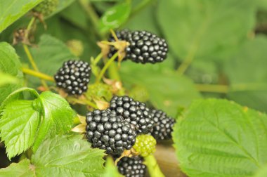 Blackberries Growing on Bush clipart