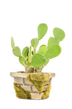 Opuntia Microdasys (Bunny Ears Cactus) in Pot clipart