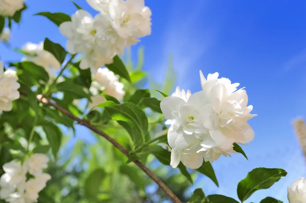 Vackra vita jasmin blommor på blå himmel bakgrund — Stockfoto