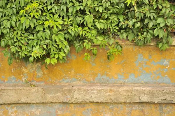 Green Virginia Creeper na parede de concreto velho — Fotografia de Stock