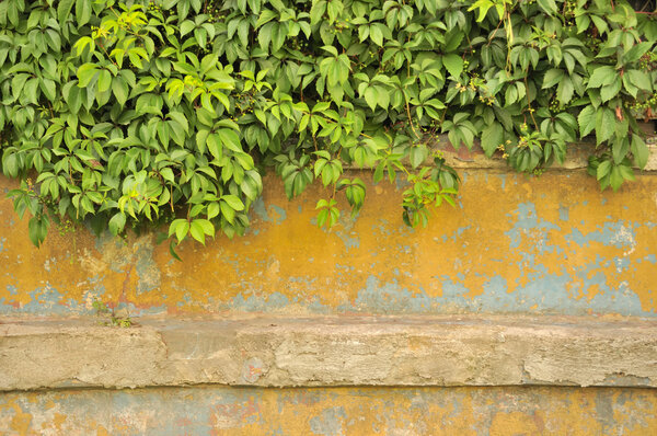 Green Virginia Creeper on Old Concrete Wall