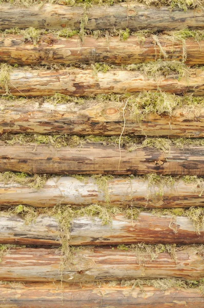 Nástěnné dřevěné kulatiny pospojovaných s mechem — Stock fotografie