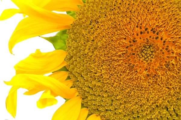 Mooie gele zonnebloem close-up — Stockfoto