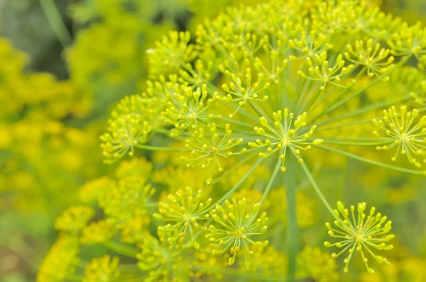 Dill Umbels on Vegetable Patch — Stock Photo, Image