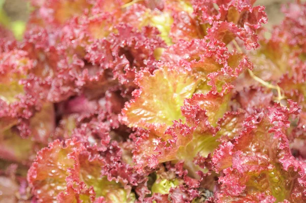 Lollo Rosso салату Закри — стокове фото