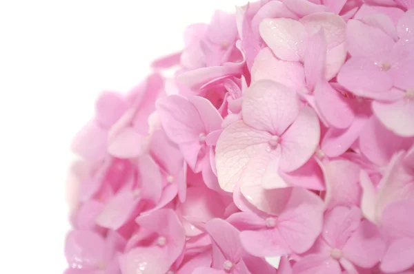 Mooie roze hortensia bloem — Stockfoto