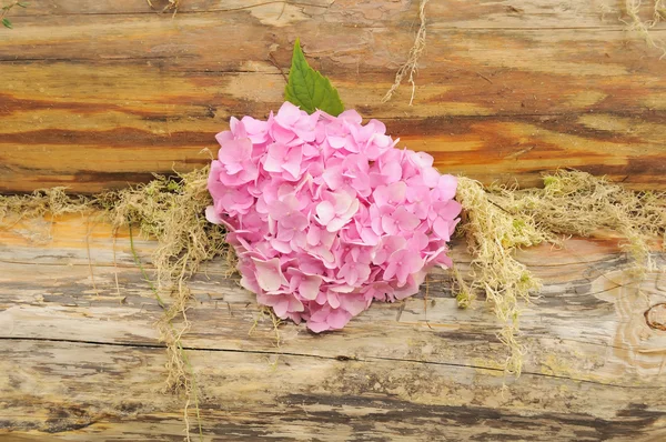 Rosafarbene Hortensienblüten an Holzwand mit Moos — Stockfoto