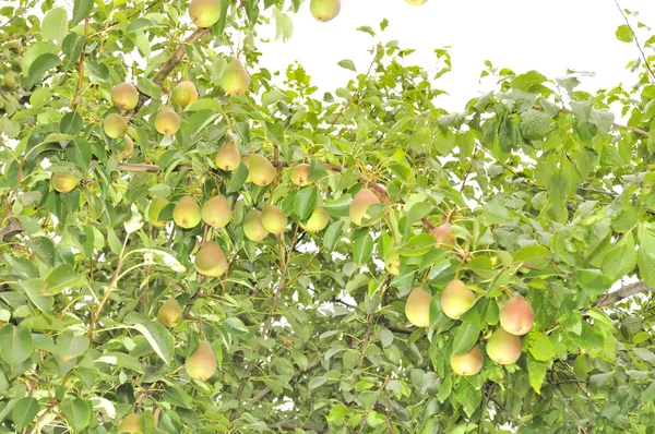 Riklig skörd av päron växer på päronträd — Stockfoto