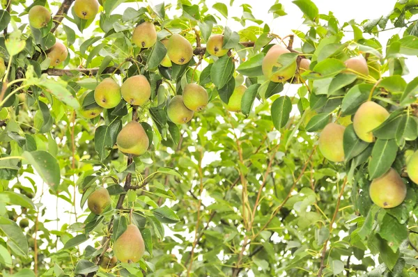 Cultivo abundante de peras creciendo en el árbol de pera — Foto de Stock