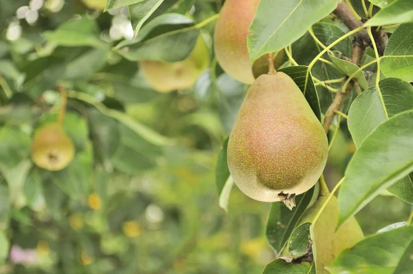 Peren groeien op perenboom — Stockfoto