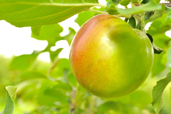 Grönt äpple växer på äppelträd — Stockfoto