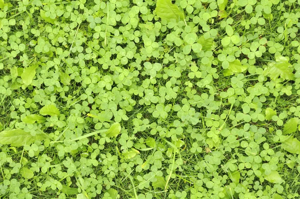 stock image Green Shamrock Leaves