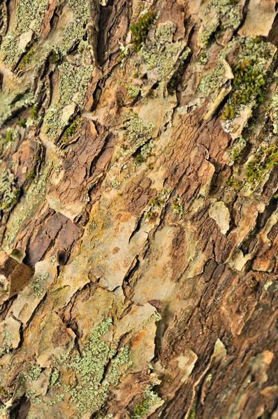 Textura de casca de árvore com líquen epilítico Close-Up — Fotografia de Stock