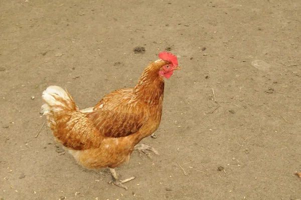 Brown Hen in the Backyard — Stock Photo, Image