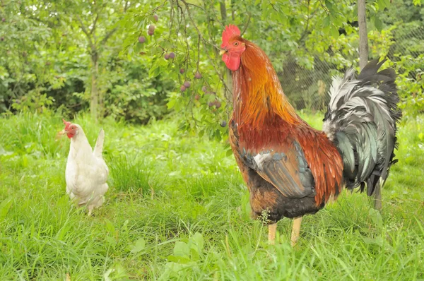 Rooster (Cock) and White Hen in Garden — Stock Photo, Image
