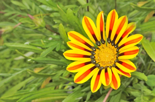 Beautiful Striped Gazania Flower with Green Leaves — Stock Photo, Image