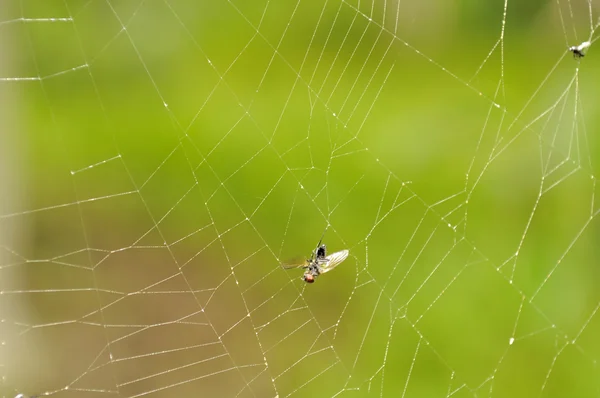 Flugor fastnar i spindelnät — Stockfoto