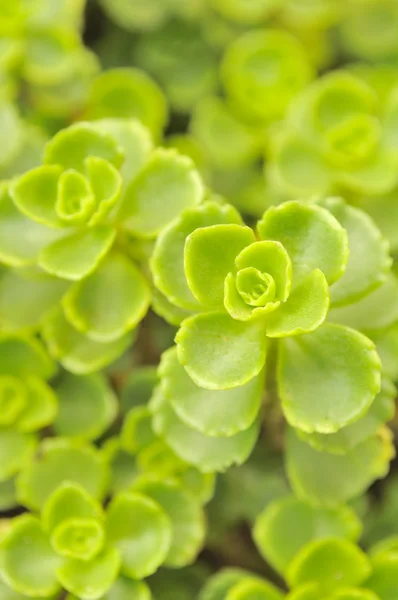Green Leaves of Sedum Spurium Close-Up — Stock Photo, Image