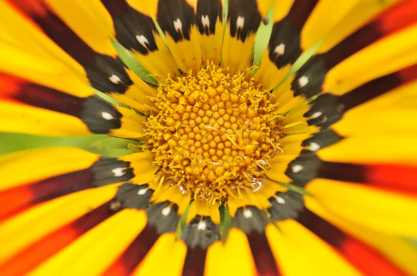 Güzel gazania çiçek yakın çekim — Stok fotoğraf