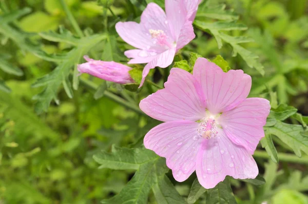 花のベッドの上のピンクのウスベニアオイ モスカタ (ジャコウアオイ) 花 — ストック写真