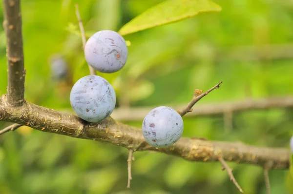 蓝莓生长在灌木上 — 图库照片