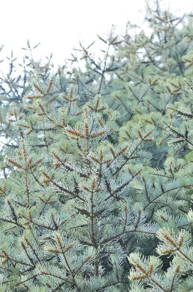 Blue spruce fák — Stock Fotó