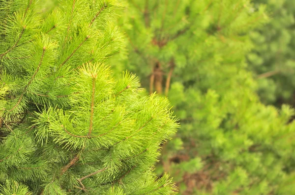 Молодая зеленая сосна в лесу — стоковое фото
