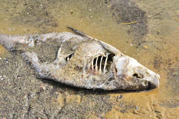 Мертвая рыба (лещ) на берегу реки — стоковое фото