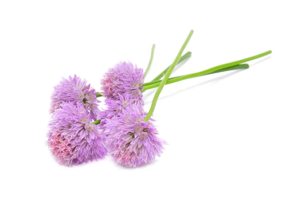 Szczypiorek kwiaty — Zdjęcie stockowe