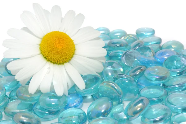 Prachtige daisy flower op blauw glas stenen — Stockfoto