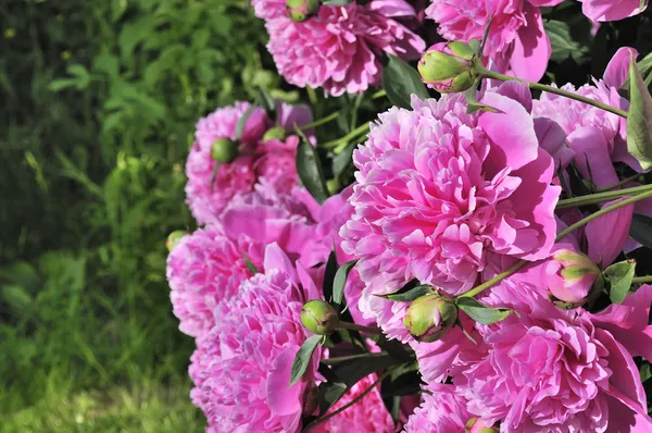 Vacker rosa pion buske i trädgården — Stockfoto