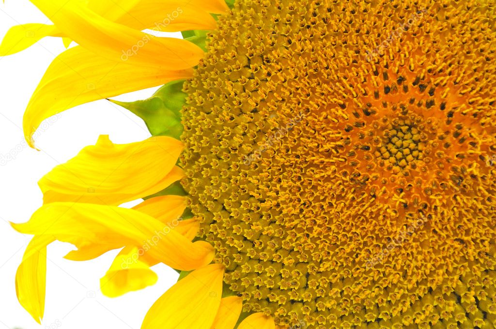 Beautiful Yellow Sunflower Close-Up