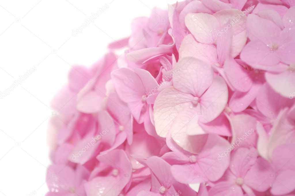 Beautiful Pink Hydrangea Flower