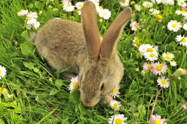 Cute Rabbit in the Garden in Summer clipart