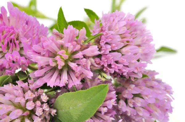 Bouquet jetel luční květy — Stock fotografie