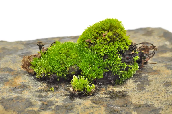 Green Moss on Stone Close-Up — Stock Photo, Image