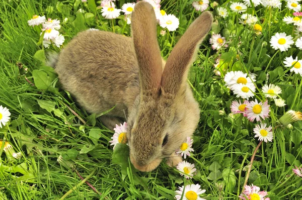 Schattig konijn in de tuin in de zomer — Stockfoto