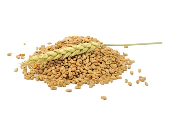 Zrna pšenice s uchem — Stock fotografie