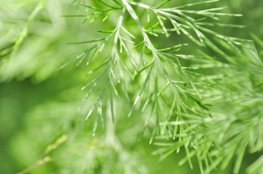 Southernwood (Artemisia Abrotanum)