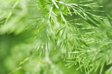 Southernwood (Artemisia Abrotanum) clipart